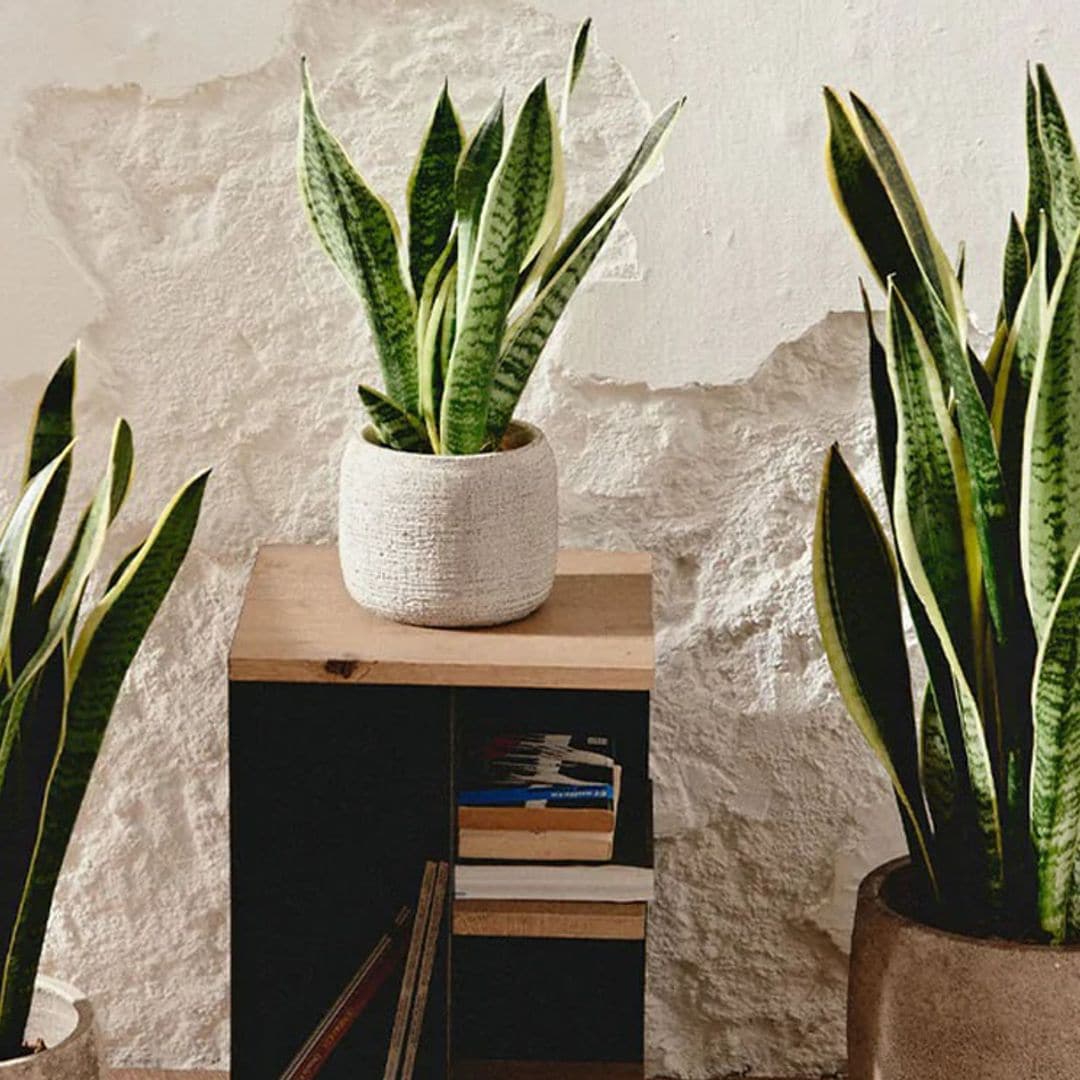 Descubre los (pocos) cuidados de la sansevieria, una estilizada planta de interior