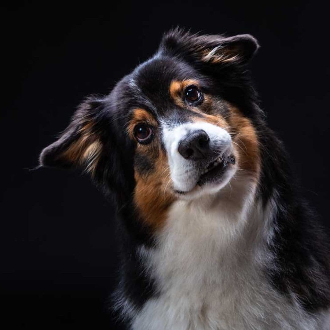 Un perro se comunica con sus dueños mediante un método revolucionario