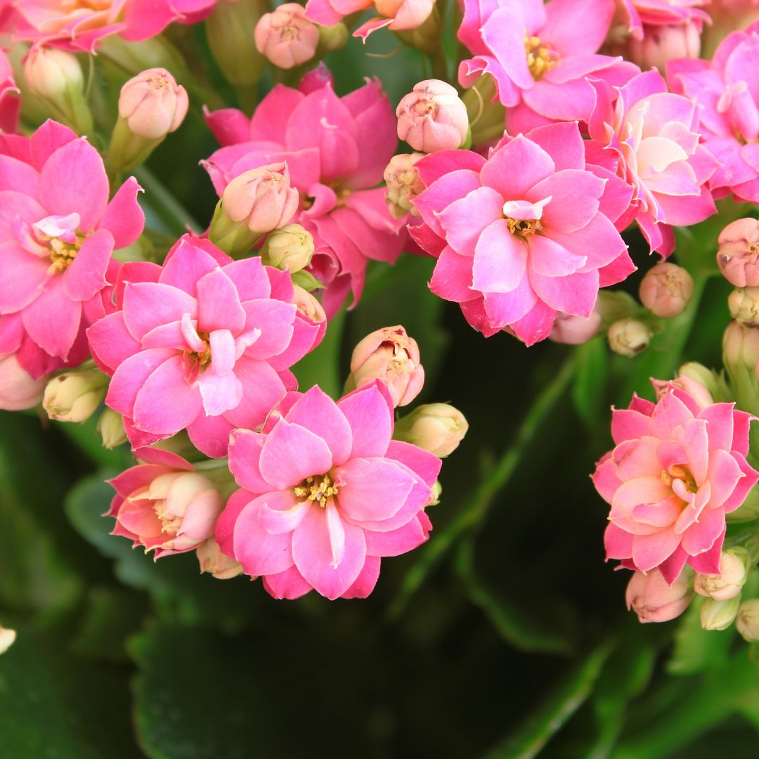 Kalanchoe: la planta suculenta que purifica el aire y no requiere cuidados constantes
