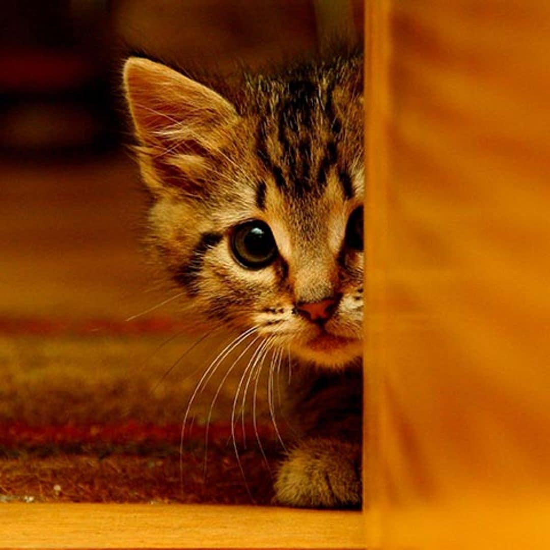 Cuáles son los miedos más comunes de los gatos