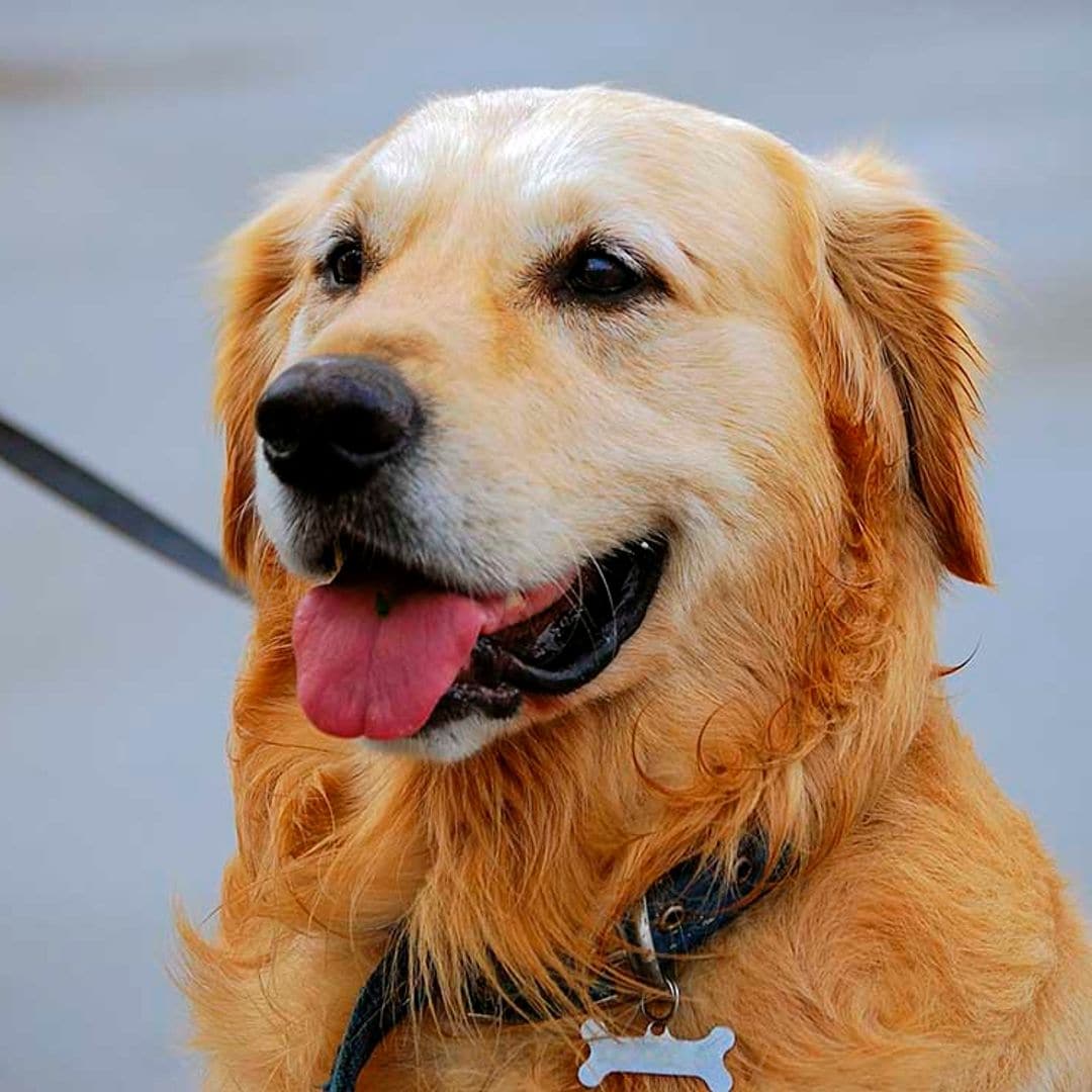 Dermatitis atópica, una enfermedad hereditaria frecuente entre los golden retriever