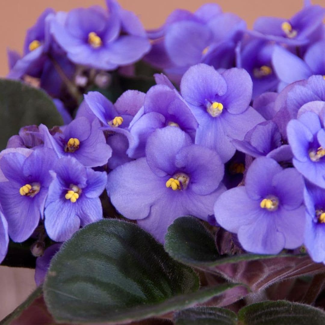 ¿Sabes cómo cuidar la violeta africana para que dé flores todo el año?