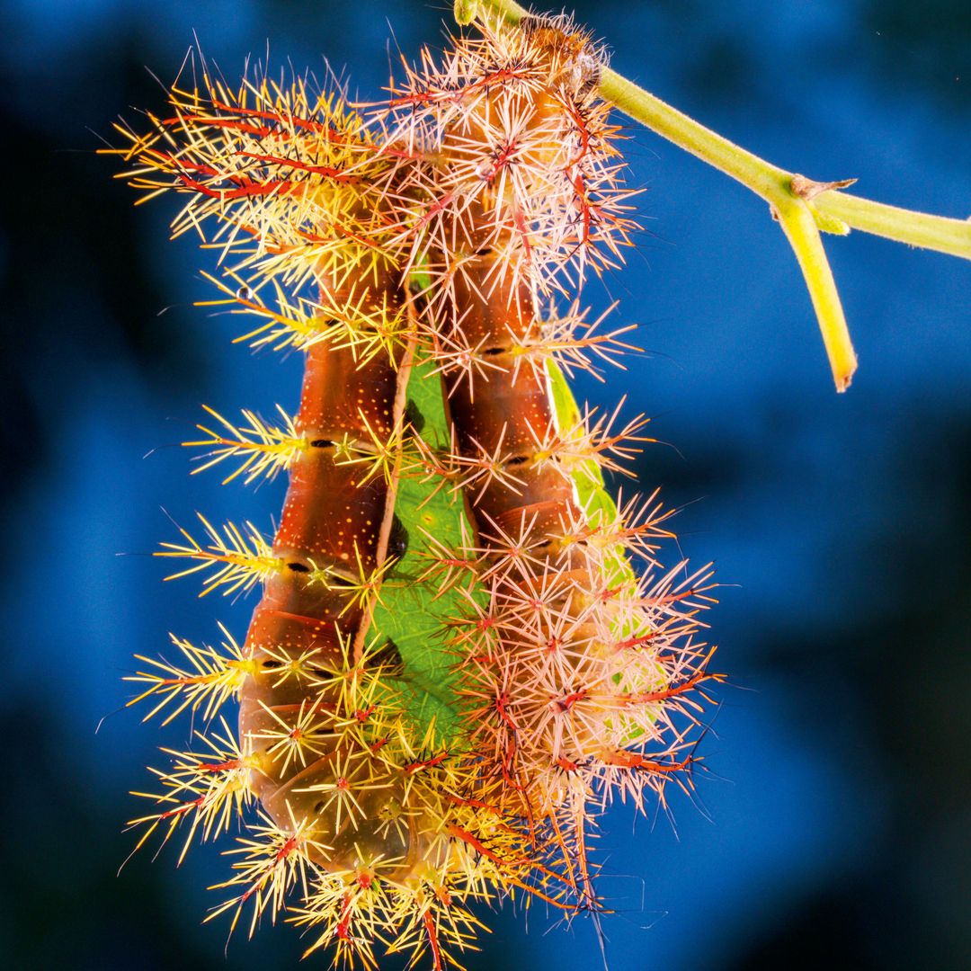 La oruga saturnidae colgada de una rama 