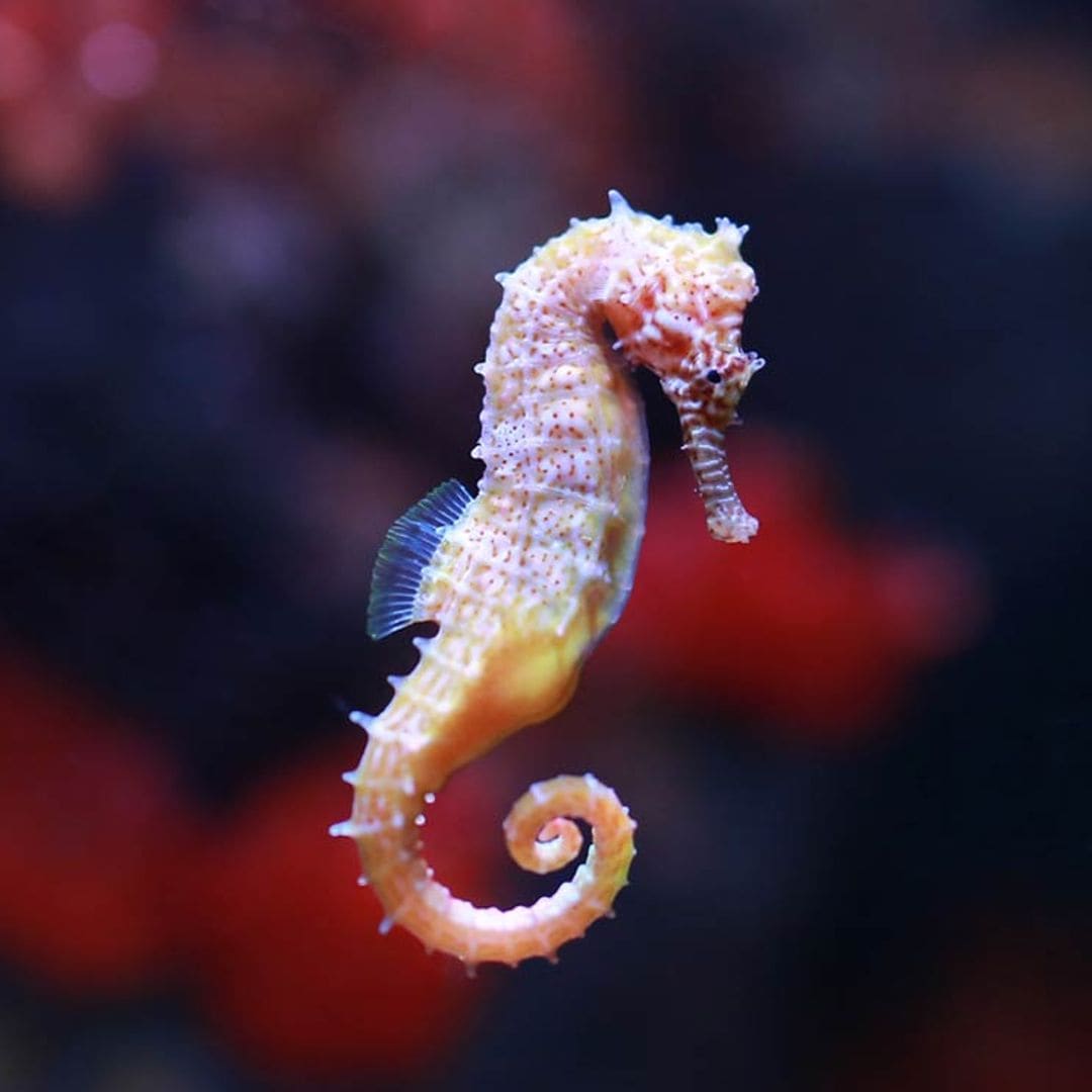 ¡Descubre el maravilloso mundo del caballito de mar!