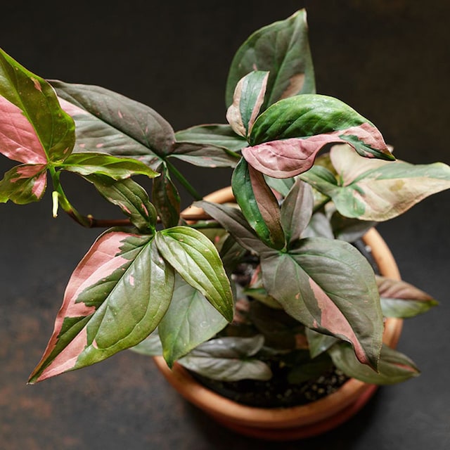 singonium cuidados