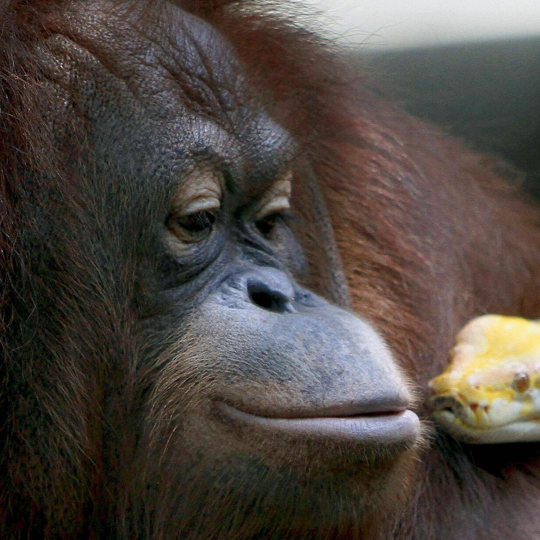 Las curiosas y a veces peligrosas amistades en el mundo animal