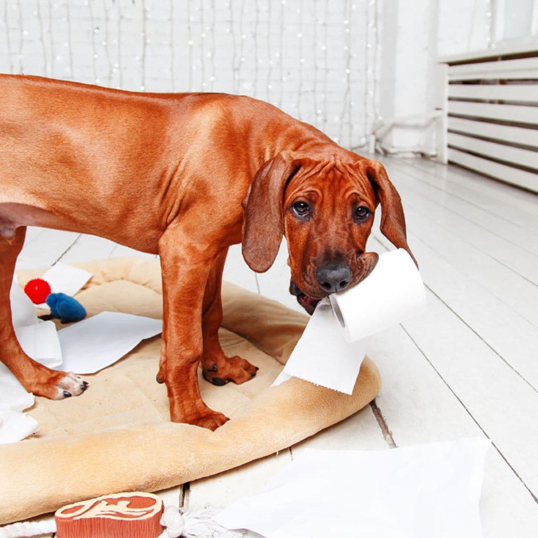 ¿Sabes qué te está diciendo tu perro? Descubre el significado de sus gestos