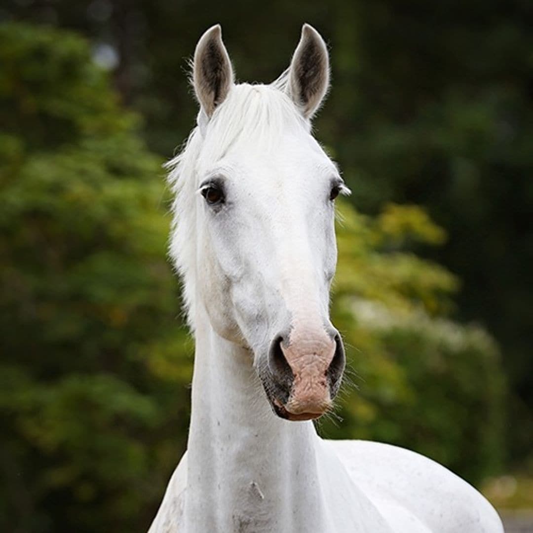 Tyrone se convirtió en uno de los caballos más queridos