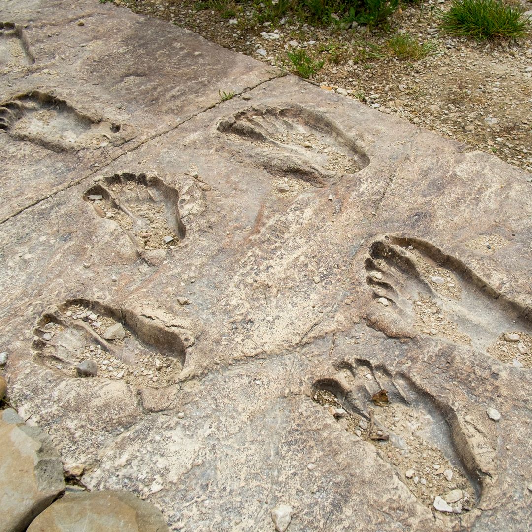 Yacimientos de Atapuerca, CAREX, Burgos