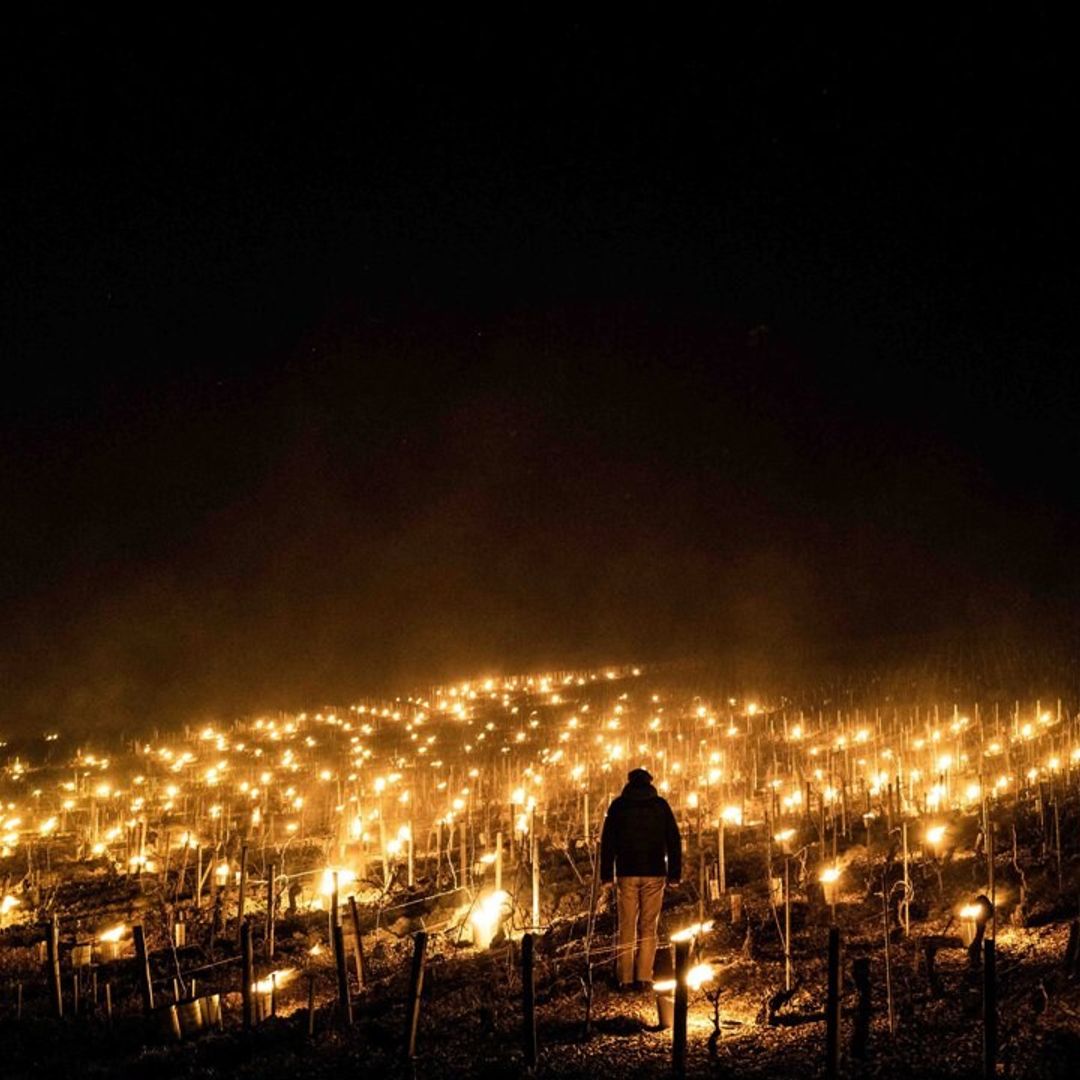 Las impresionantes imágenes del fuego que protege los viñedos en Francia