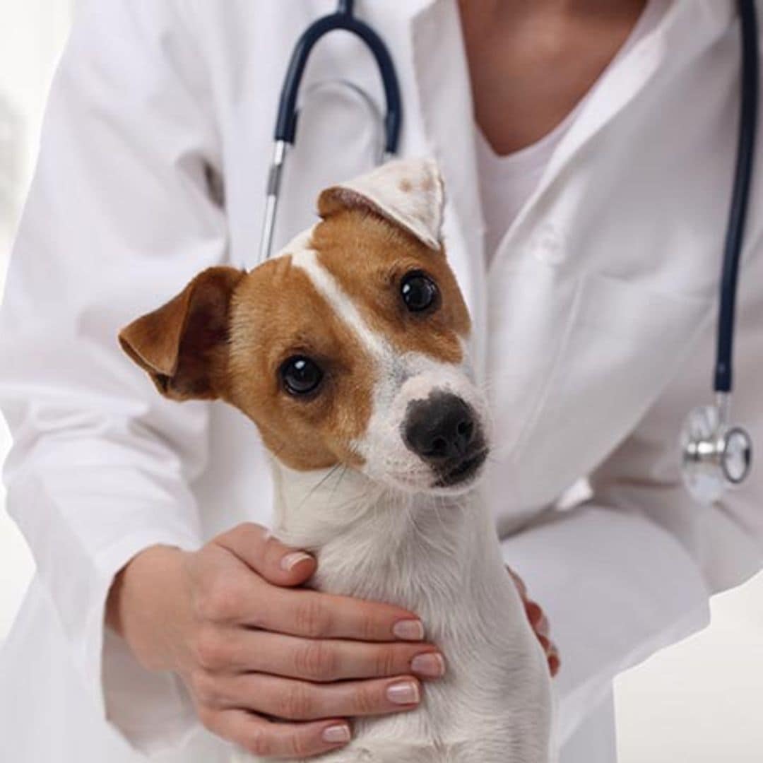 Estas son las enfermedades de perros más comunes