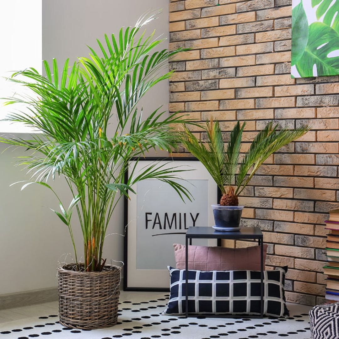 Palmeras de interior, ¿cuál es tu favorita?