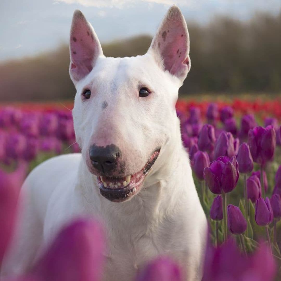 Estas son las 16 razas de perro potencialmente peligrosos que se benefician de la nueva ley