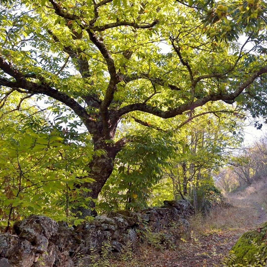 Castañar de Rozas de Puerto Real