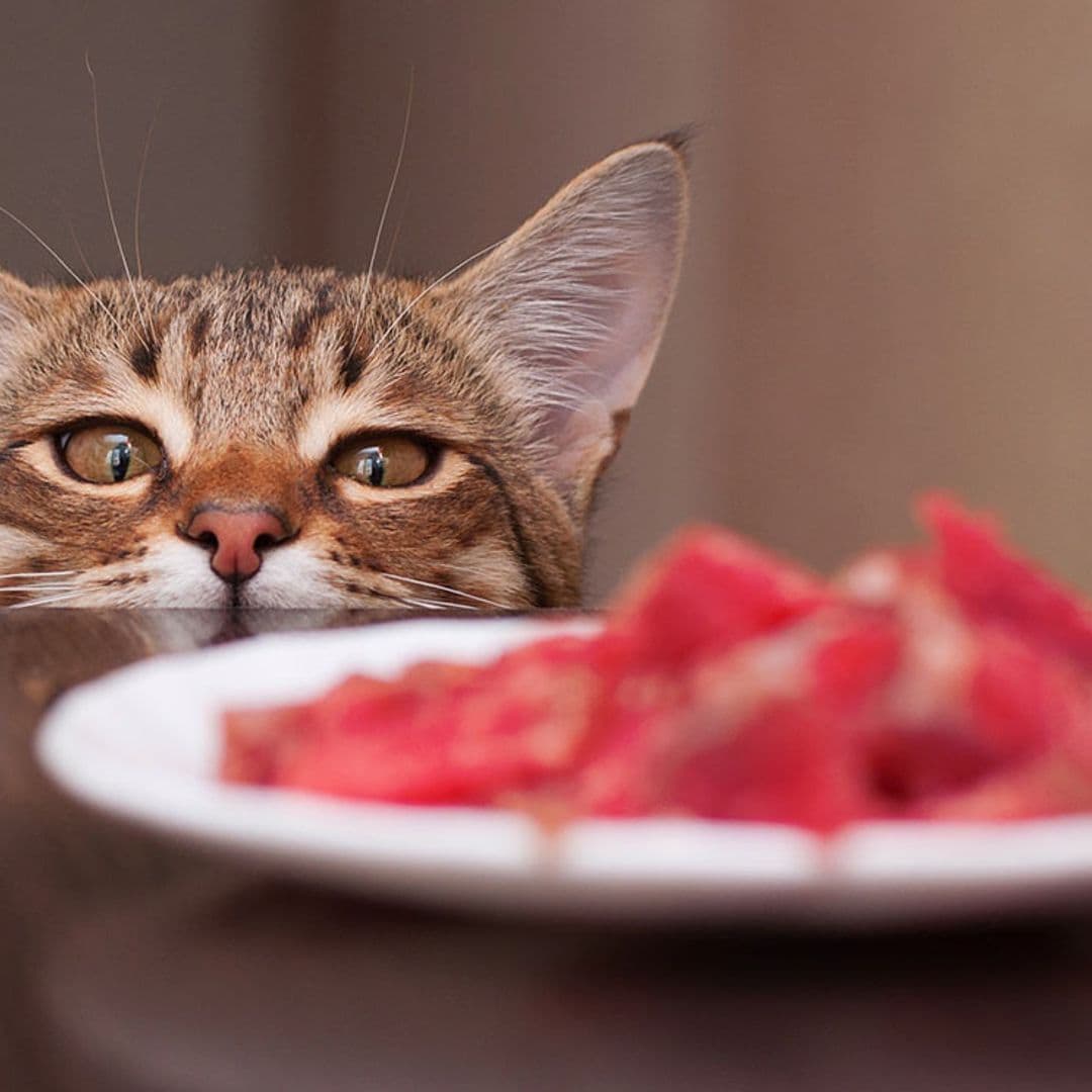 Alimentos 'dudosos' para la alimentación de un gato
