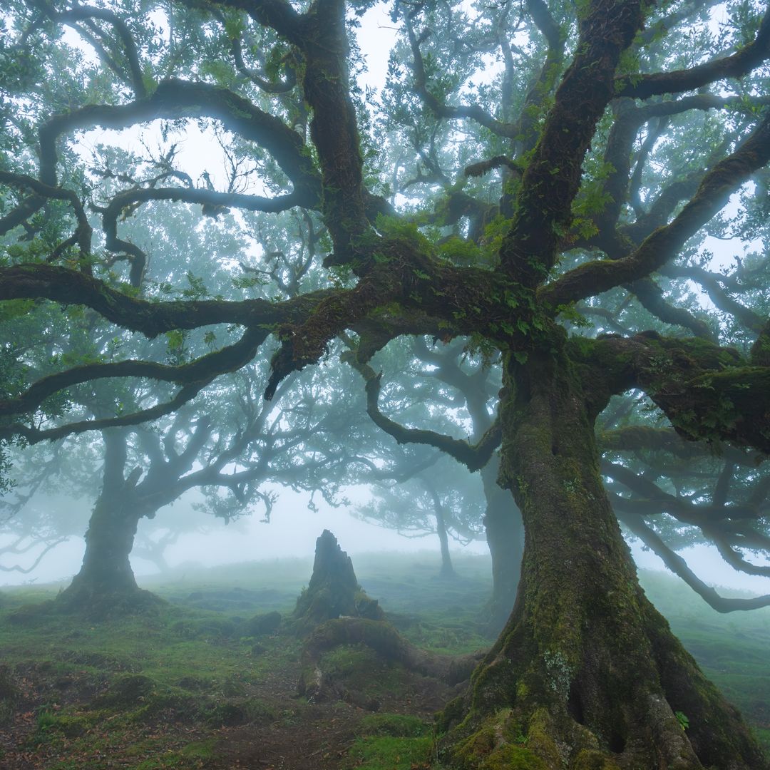 Bosque de Fanal, en la isla de Madeira, con un viejo árbol de aspecto místico, en un entorno declarado Patrimonio de la Humanidad por la Unesco.