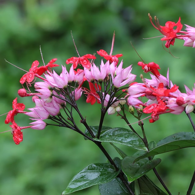 Clerodendrum