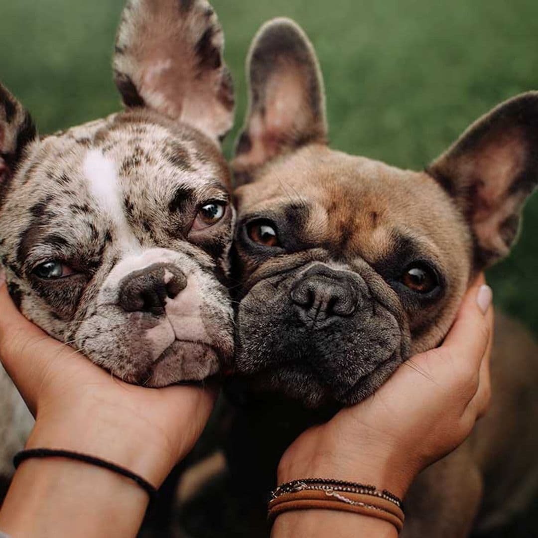 10 diferencias y similitudes entre el bulldog francés y el carlino