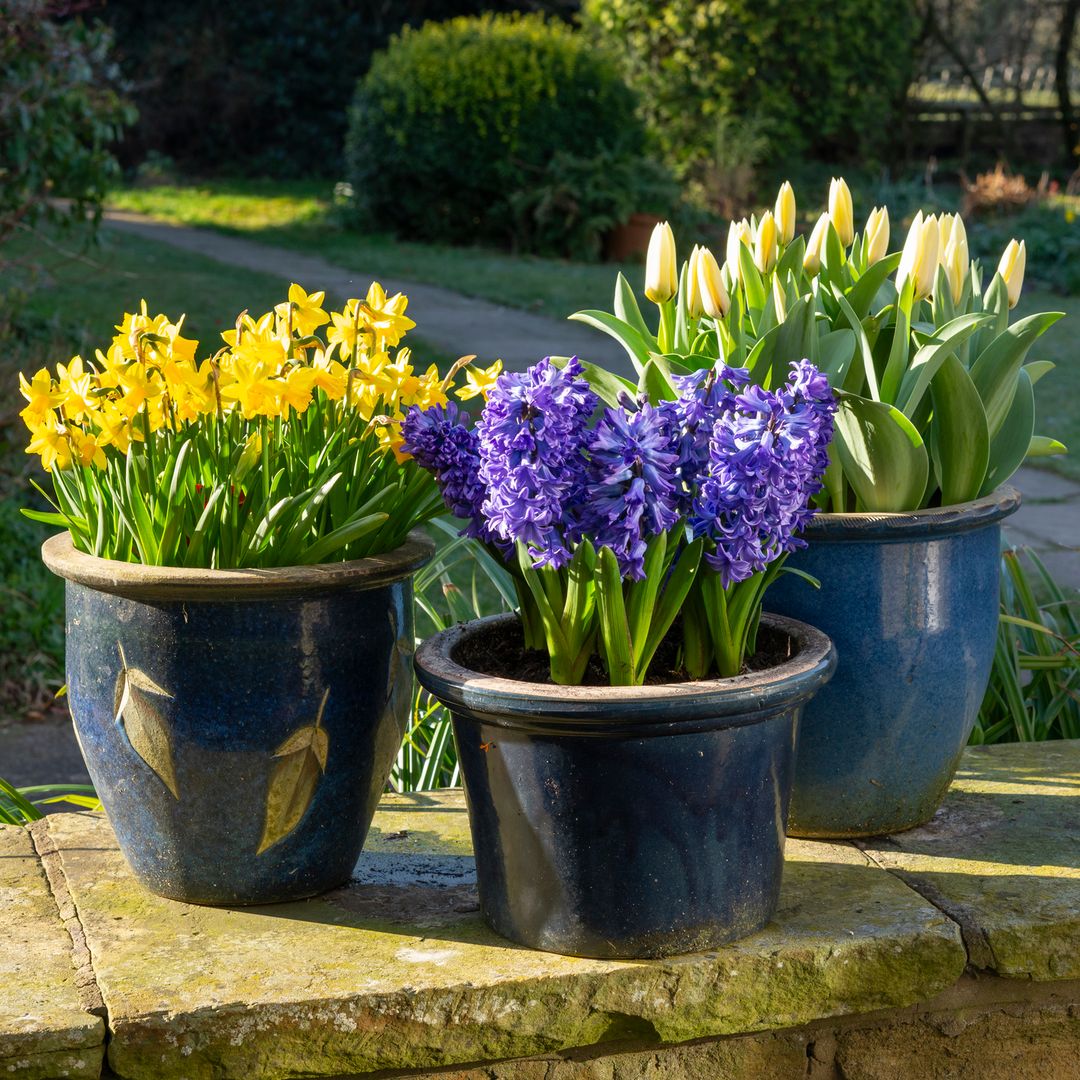Tulipán, narciso o lirio: las flores que anuncian la primavera en el jardín y cómo cuidarlas