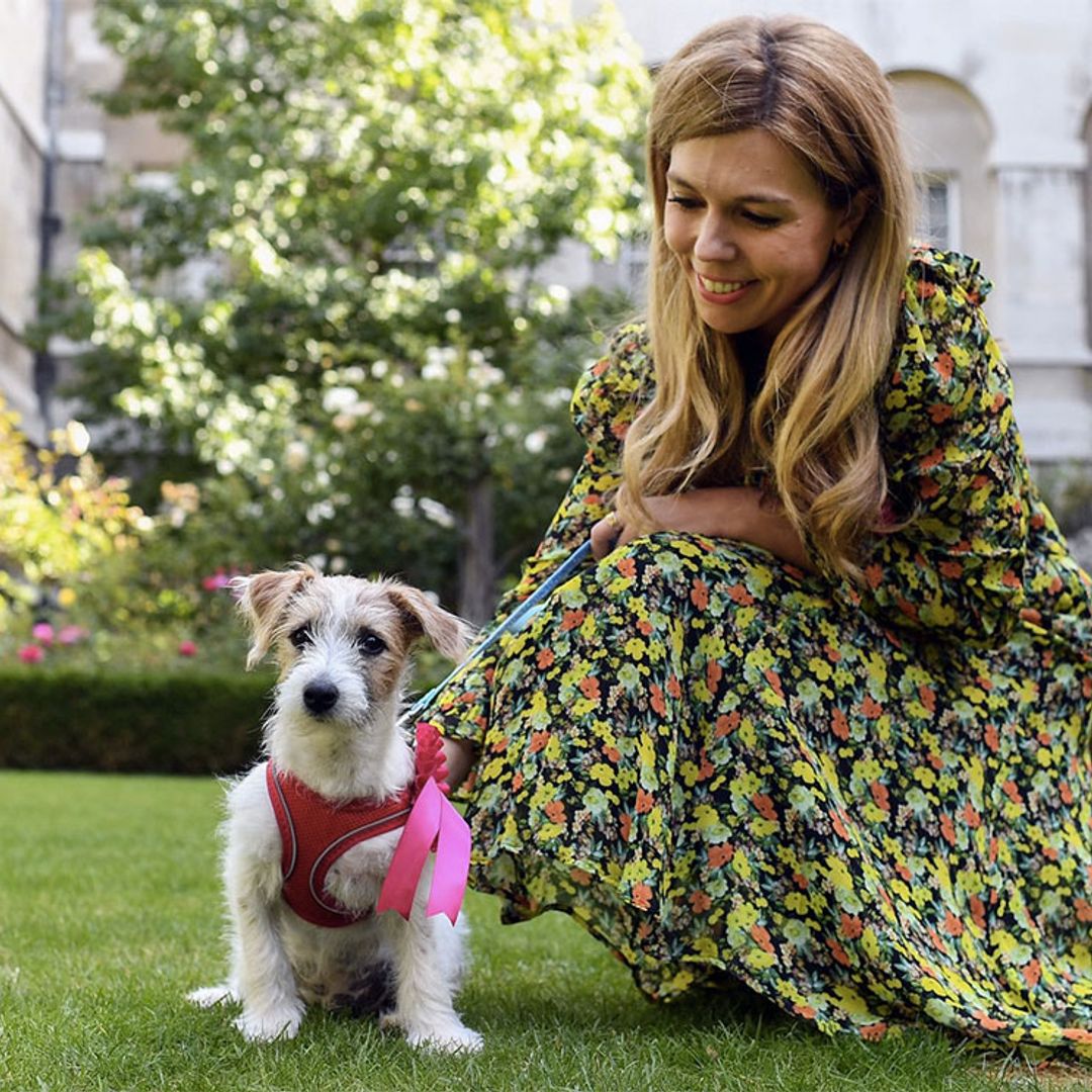 Dilyn, el nuevo residente de Downing Street