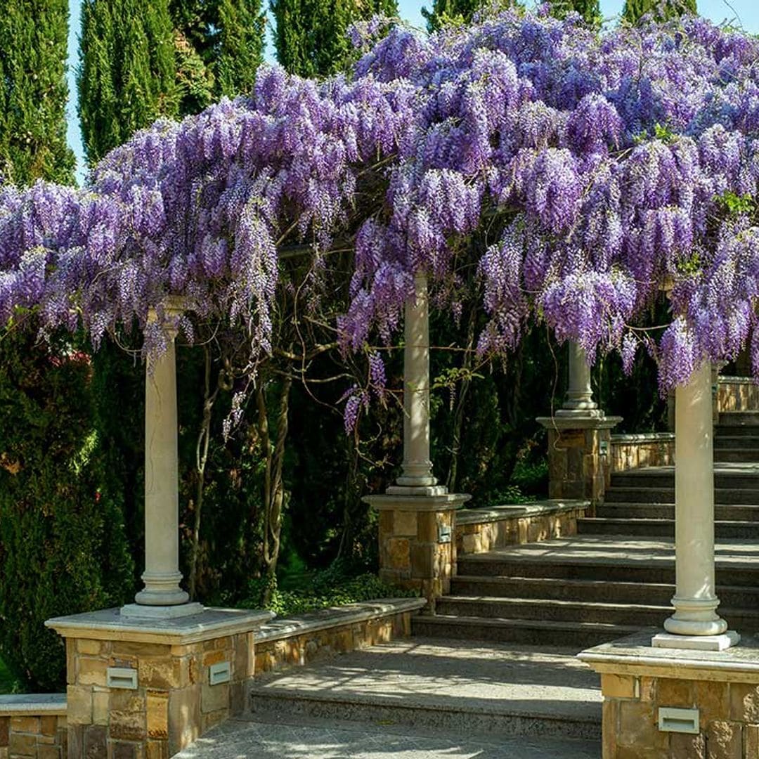 Cuidados de la glicinia o wisteria, una planta con una floración espectacular