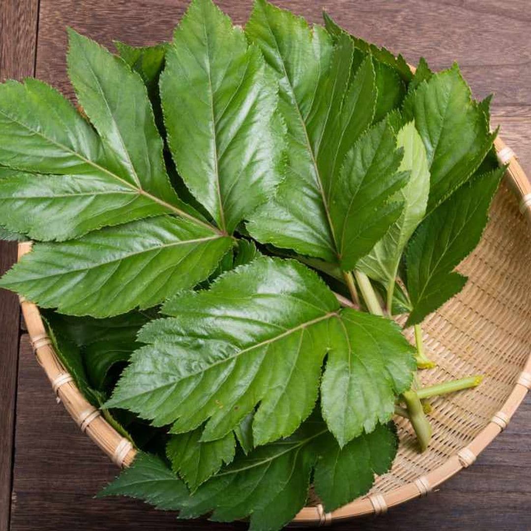 Ashitaba, la planta japonesa que mejora tu salud y alarga la vida