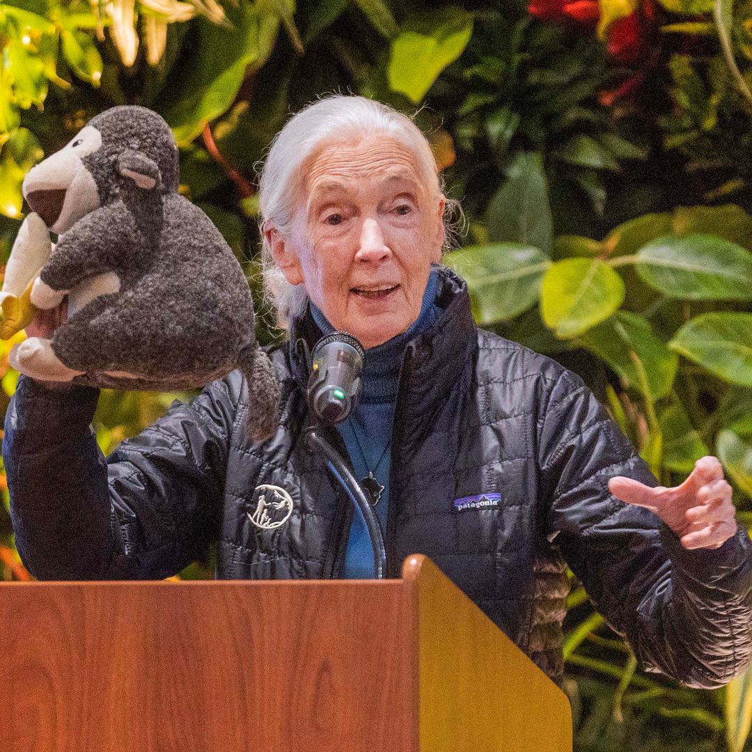 Muere Jane Goodall, experta mundial en chimpancés, a los 91 años.