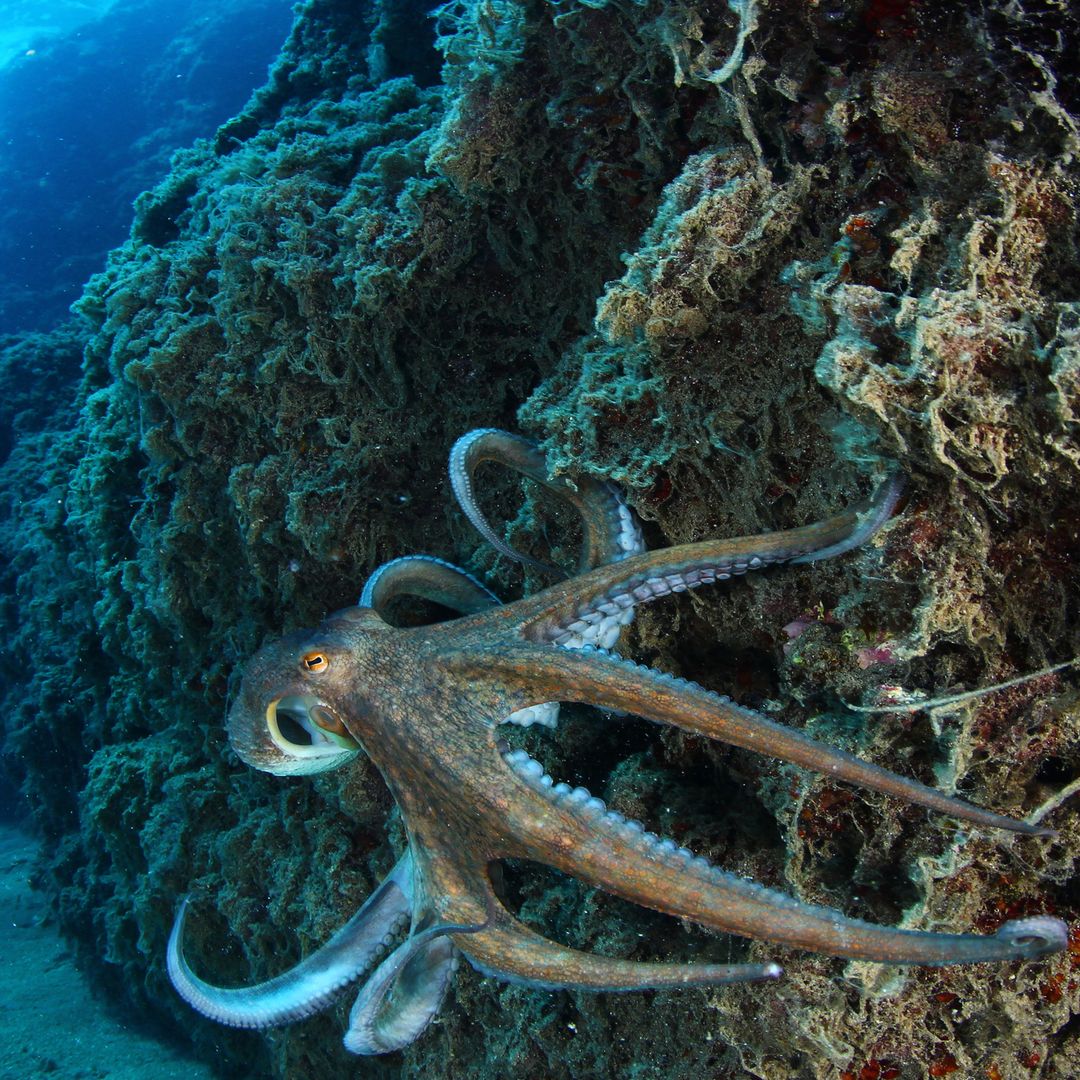 Un parque eólico flotante en la costa Atlántica revela un secreto bajo el mar: un refugio para cientos de especies