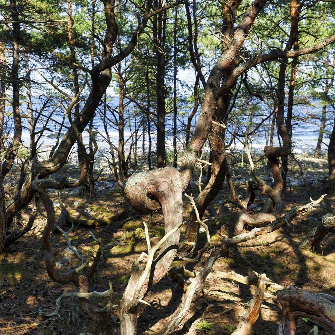 Trollskogen, el bosque encantado de la isla de Öland, Suecia