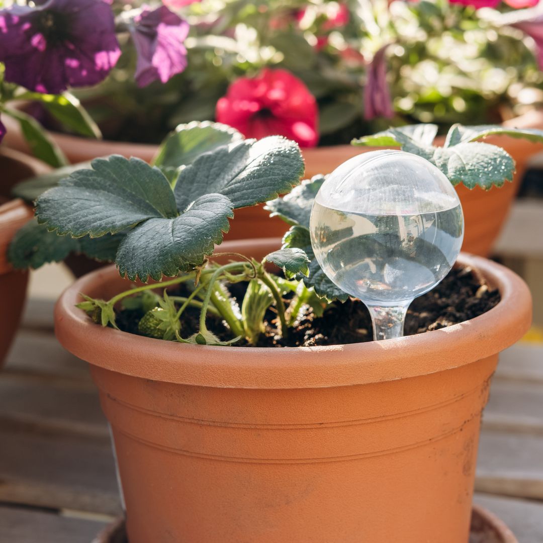 5 accesorios autorriego por menos de 12€ en Aliexpress para que tus plantas sobrevivan a tus vacaciones