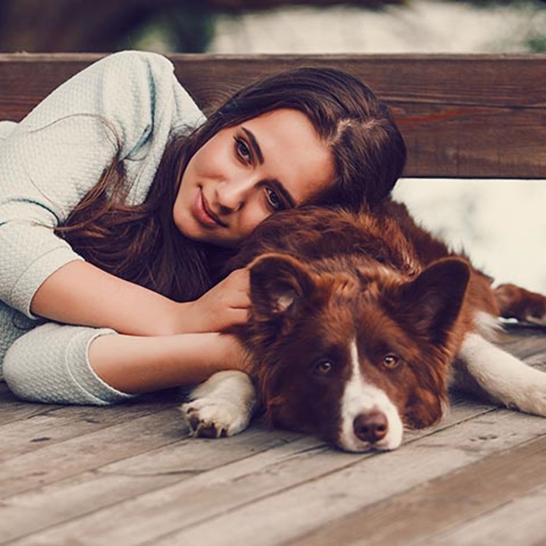 Así es un Border Collie con la familia