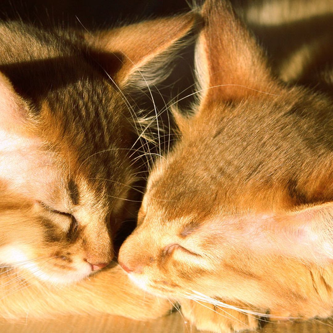 Un segundo gato en casa: cómo favorecer la adaptación y el proceso de convivencia