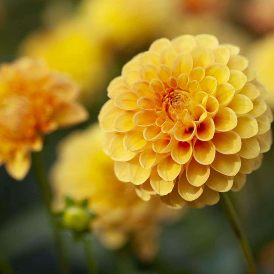 Estos son los cuidados que debes darle a tus dalias en el jardín o en maceta