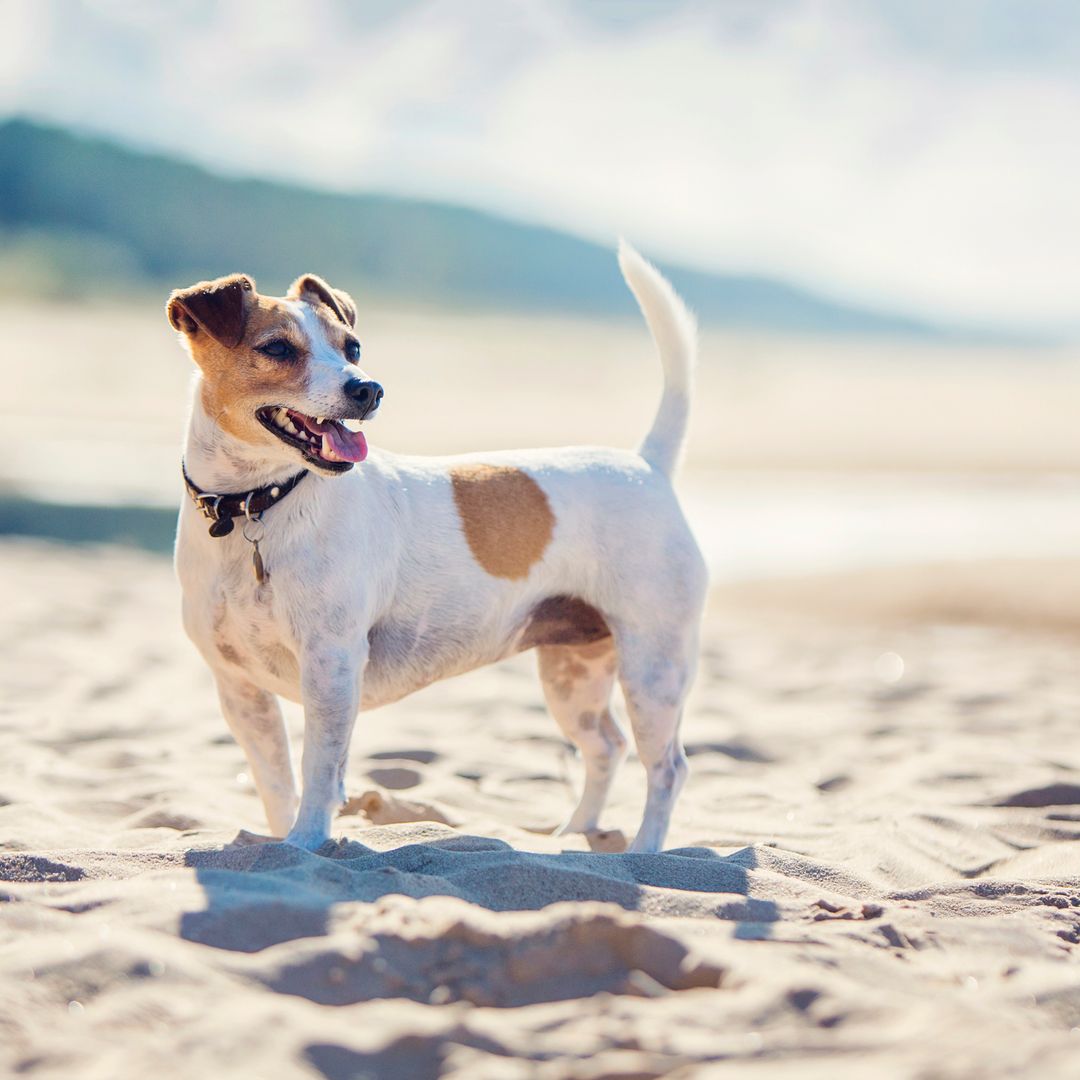 Esta es razón por la que tu perro también necesita protector solar