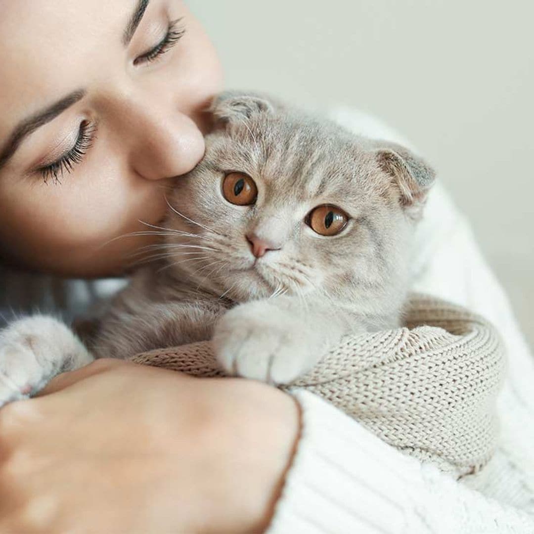 Tu gato te quiere y así te lo comunica