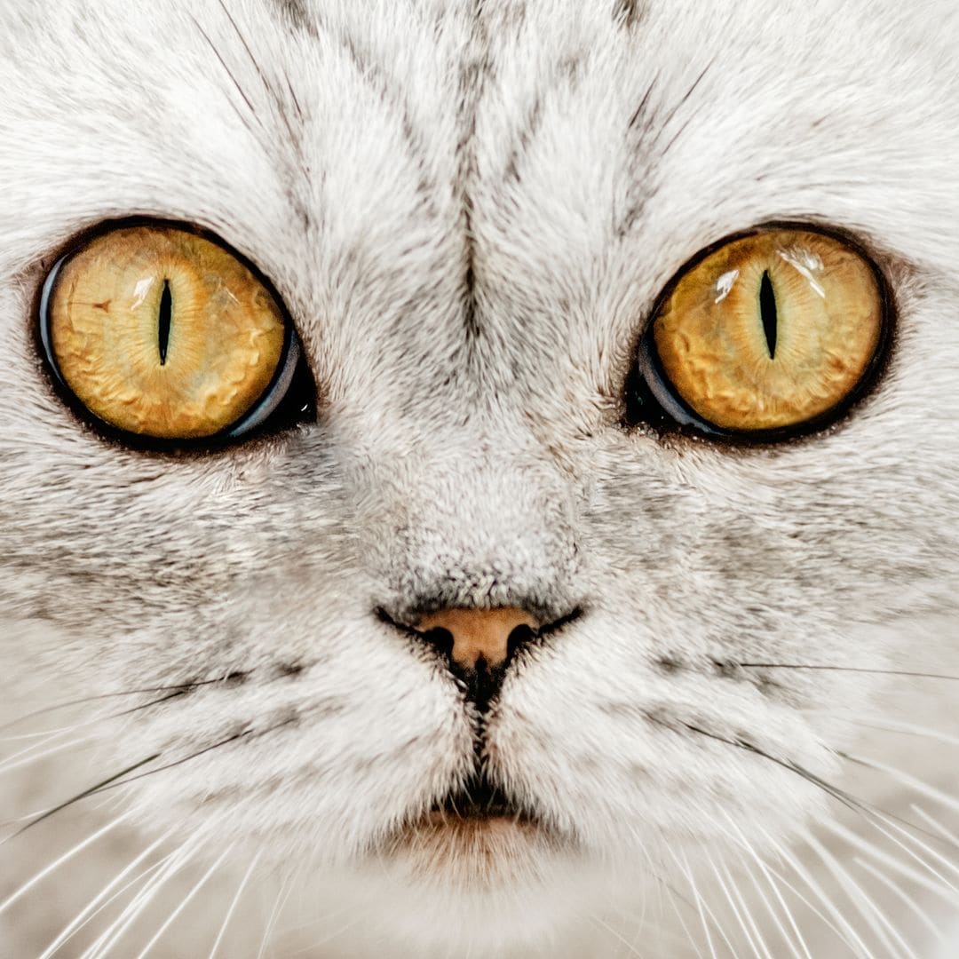 Así nos ven y oyen los gatos: la simulación que está dejando a todos sin palabras