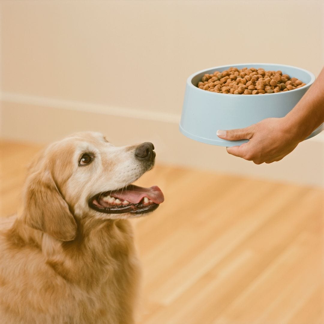 Estos son los piensos más recomendados según la edad y condición de tu perro