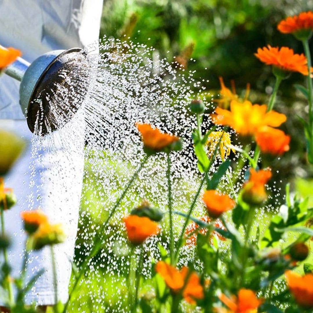 Cómo solucionar el exceso de riego en el jardín. ¡Salva tus plantas!