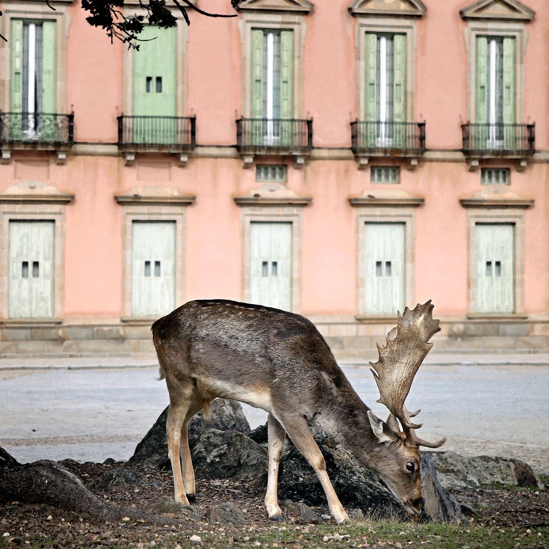 gamo frente al palacio real de riofrío, segovia