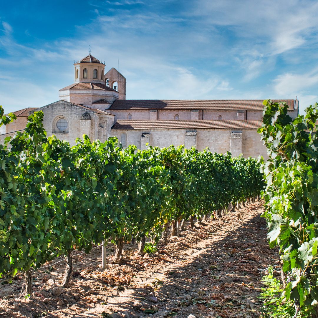 Viñedo junto al monasterio de Santa María de Valbuena, Valbuena de Duero,Valladolid