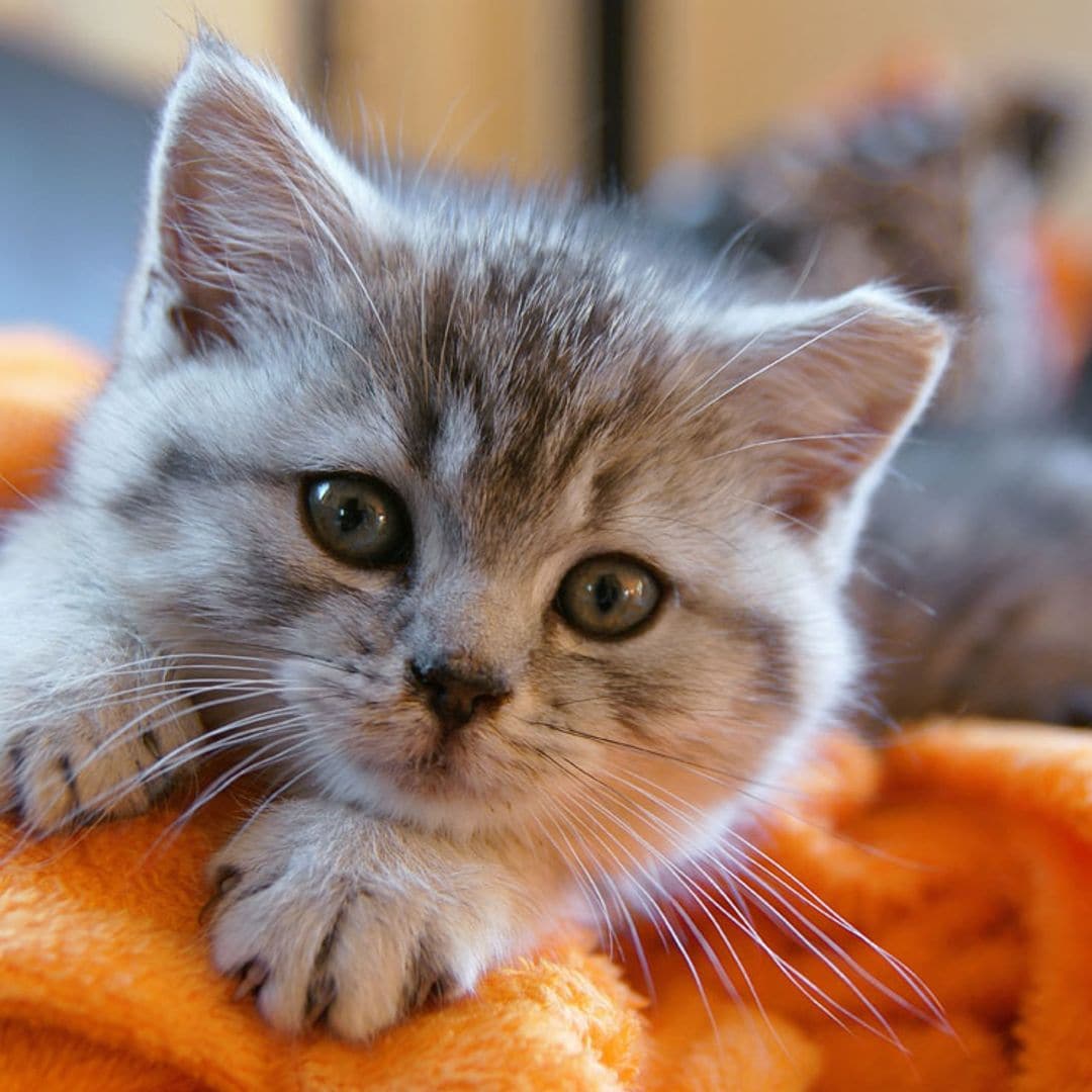 Tu gato será más feliz si estimulas sus sentidos