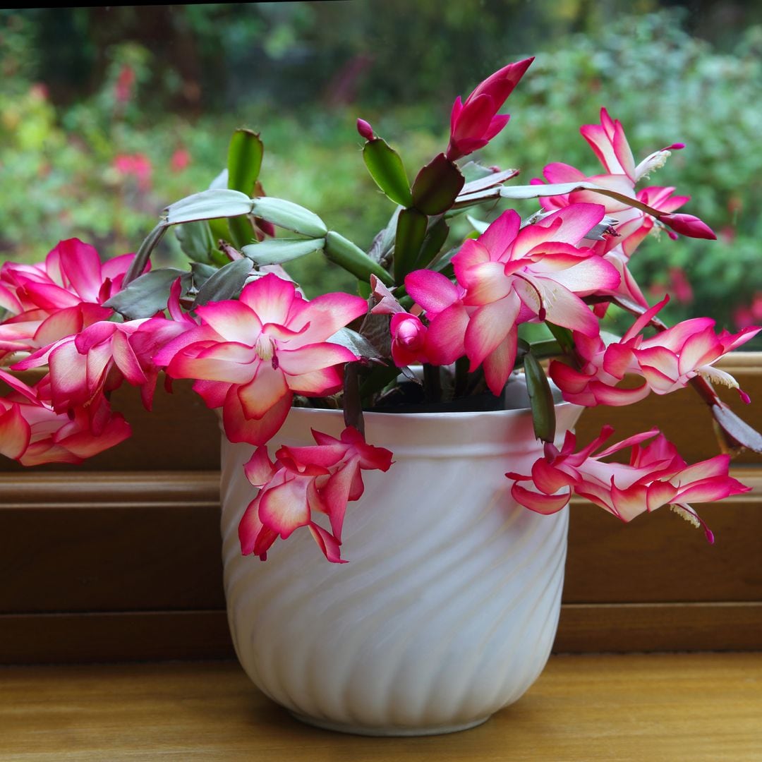 5 consejos infalibles para mantener tus plantas de interior siempre saludables