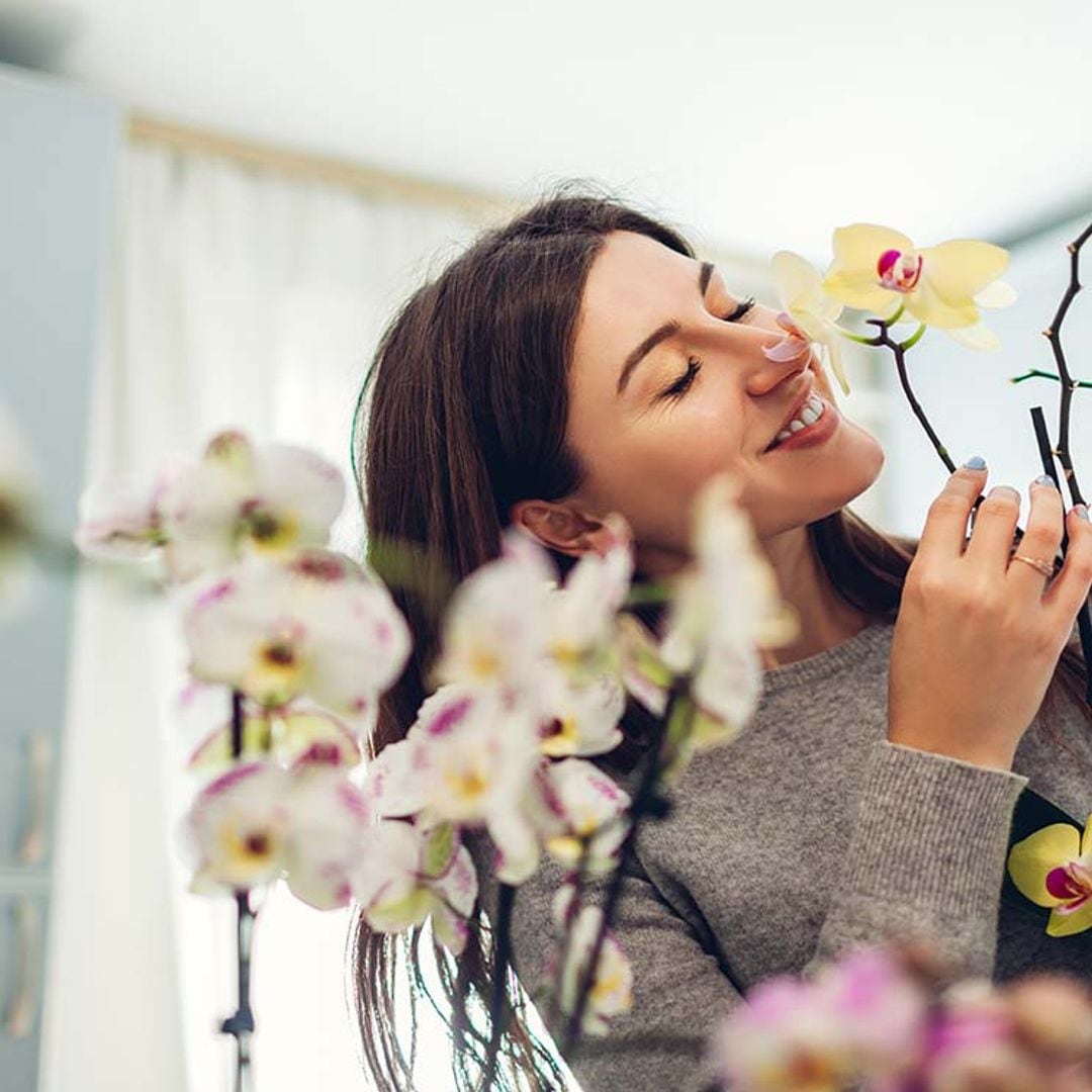 Descubre las plantas de interior con flores ideales para esta época
