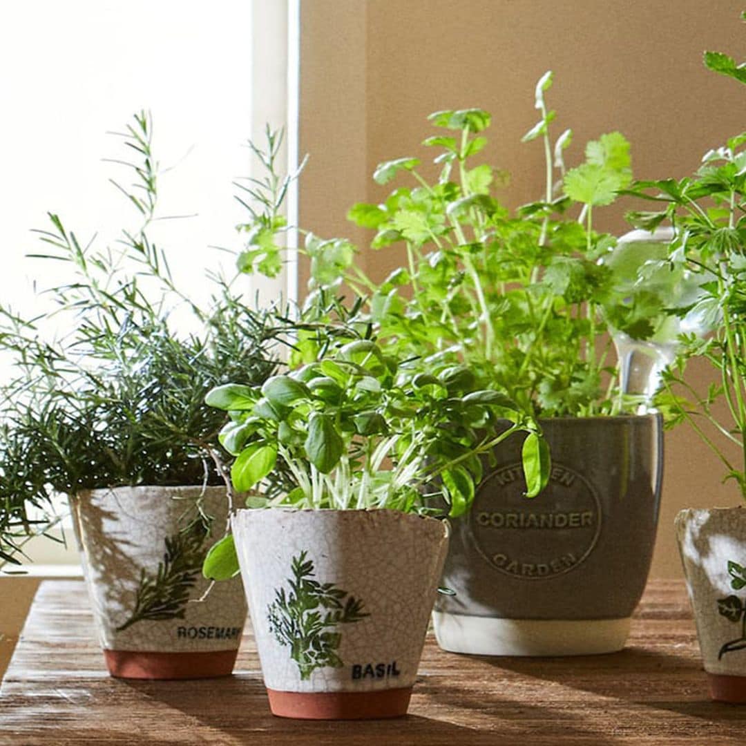 Descubre las mejores hierbas aromáticas para cultivar en verano
