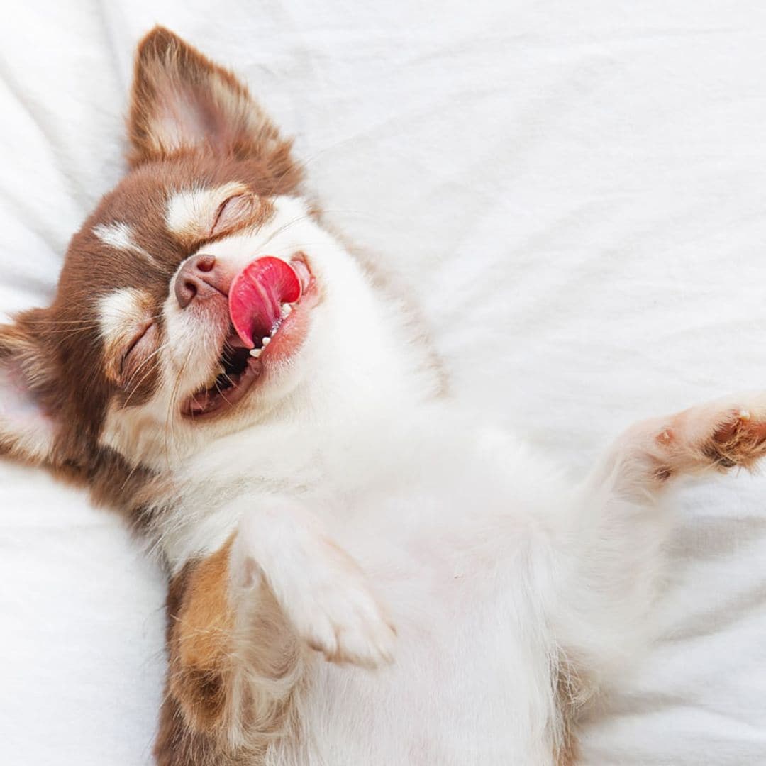 ¿Cuáles son las características y las necesidades de las razas de perros pequeños?