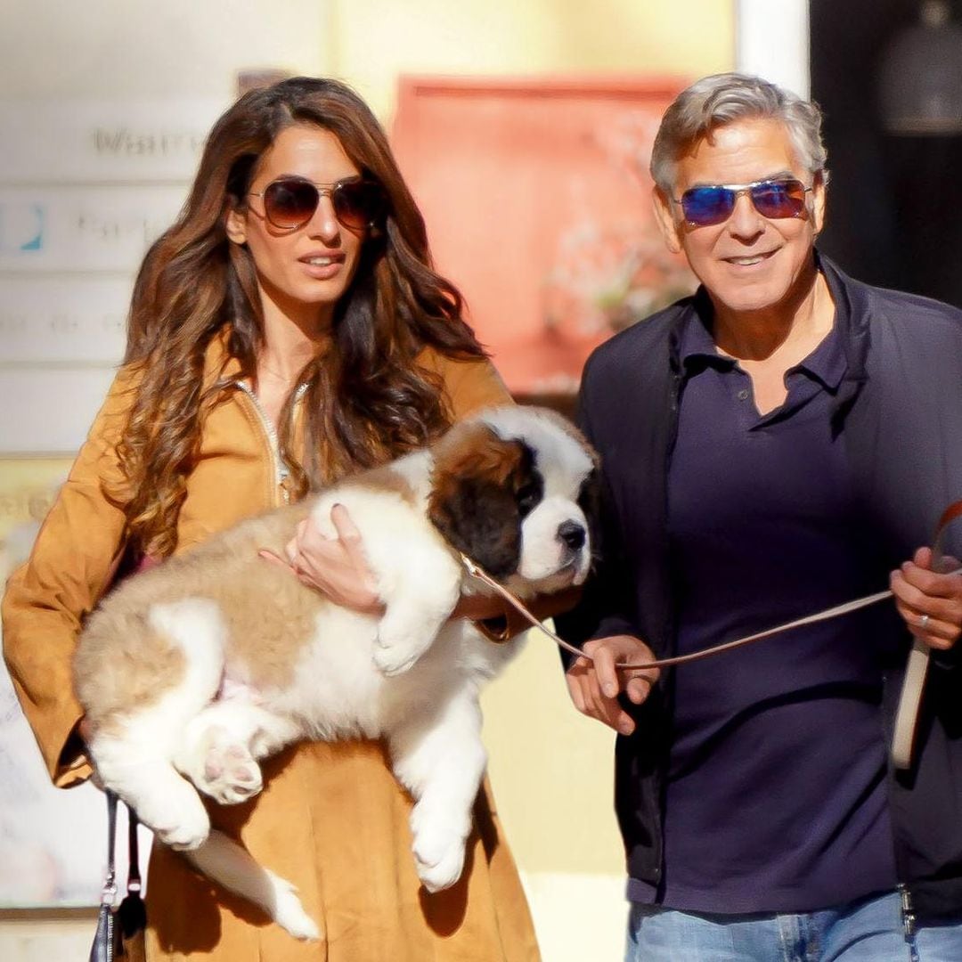 El regalo más especial de George Clooney a Amal: un adorable San Bernardo