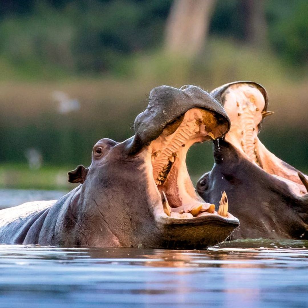 Botswana: Safari en el oasis más salvaje de África