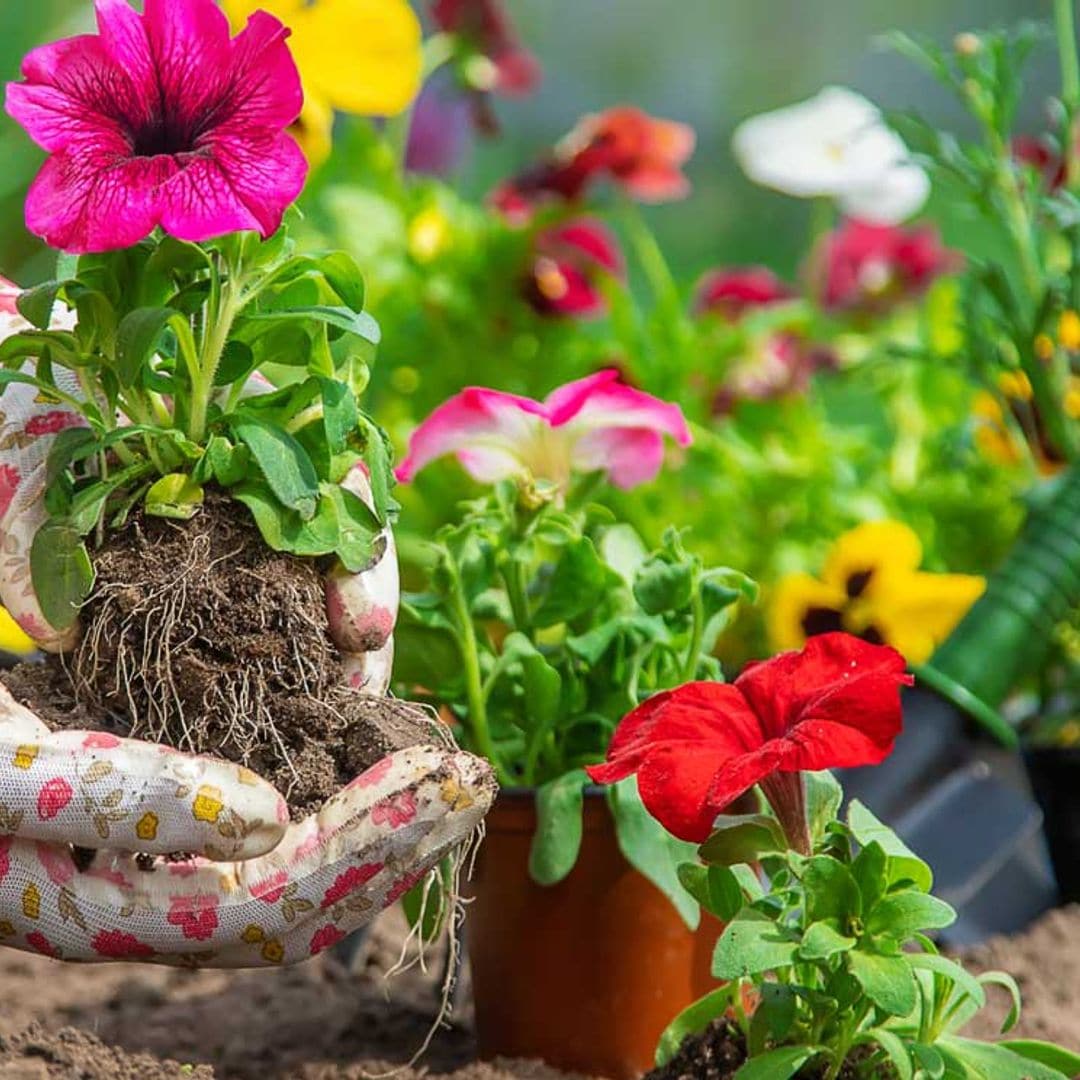Plantas más sanas y bonitas, si sabes combatir la falta de hierro
