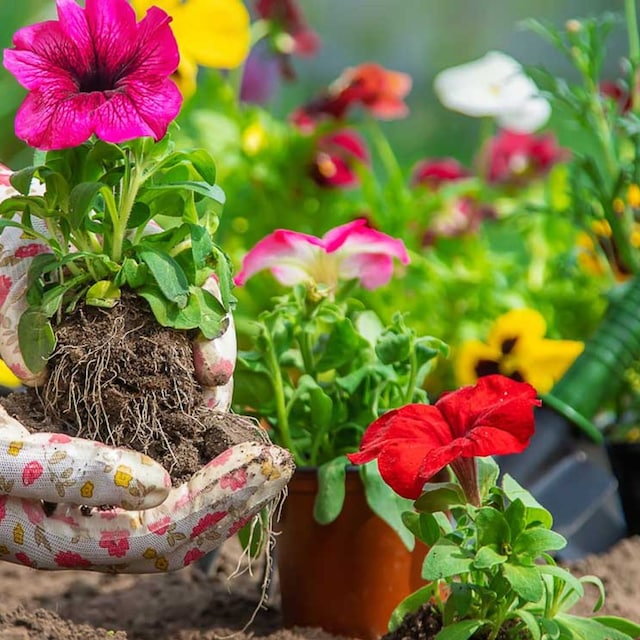 hierro plantas
