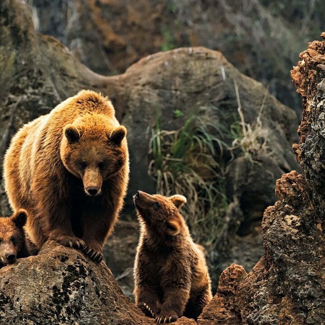 osos en parque natural 